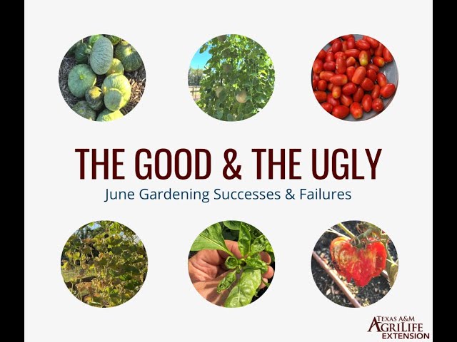 The Good & the Ugly of Gardening: Taking a look at June Gardening Successes and Failures
