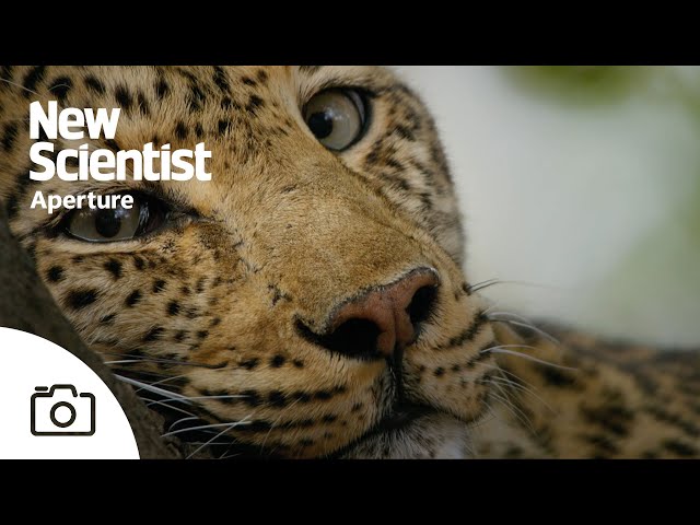 Planet Earth III: David Attenborough discusses his 'hold your breath' moment
