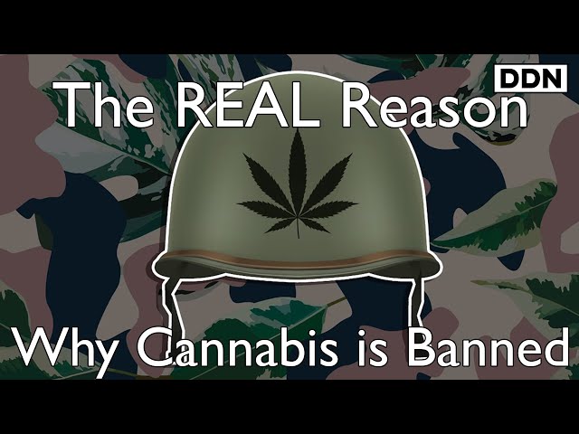 The REAL Reason Why Cannabis is Banned | Johann Hari