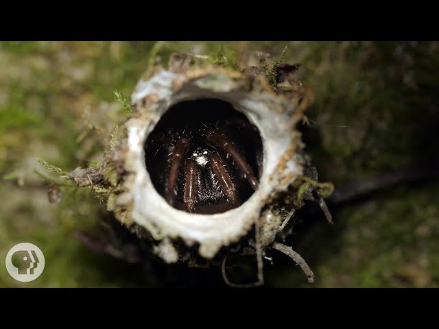 Turret Spiders Launch Sneak Attacks From Tiny Towers | Deep Look