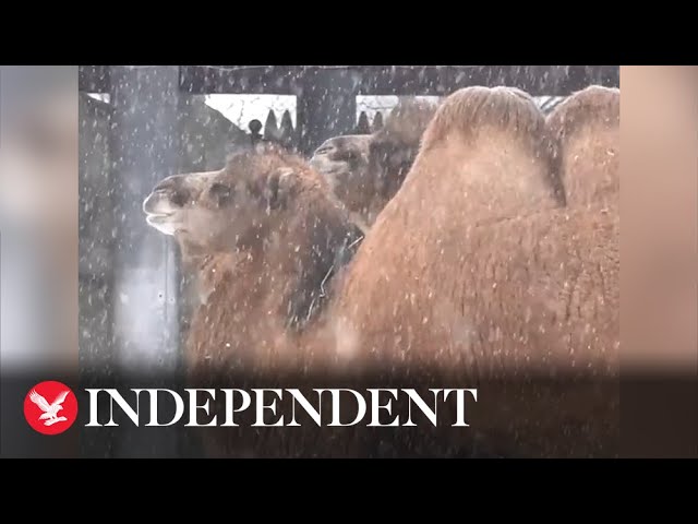 Polar bears, tigers and camels enjoy snow day at Illinois zoo