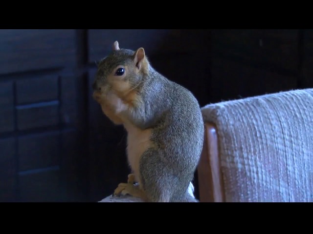 Idaho Squirrel attacks burglar