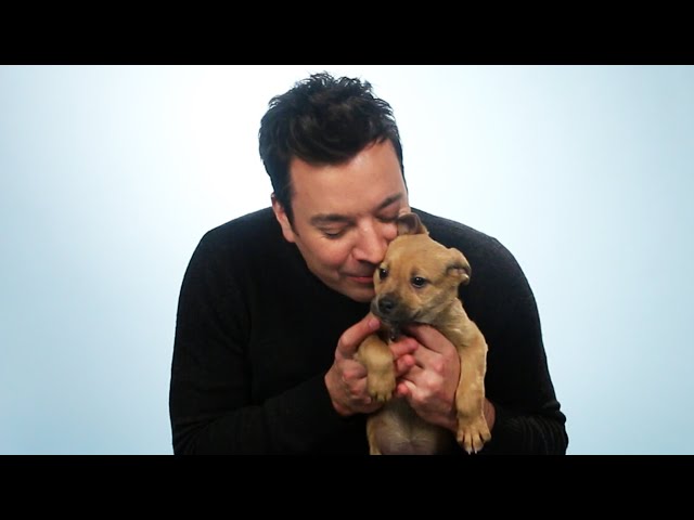 Jimmy Fallon Plays With Puppies While Answering Fan Questions