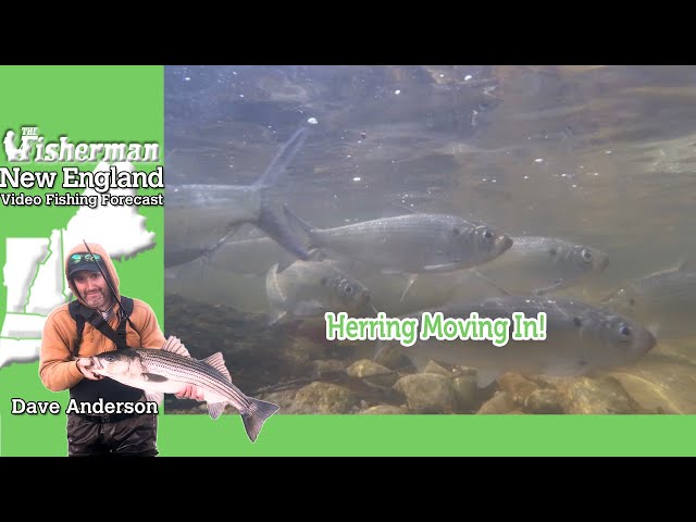 March 14th 2024 New England Video Fishing Forecast with Dave Anderson