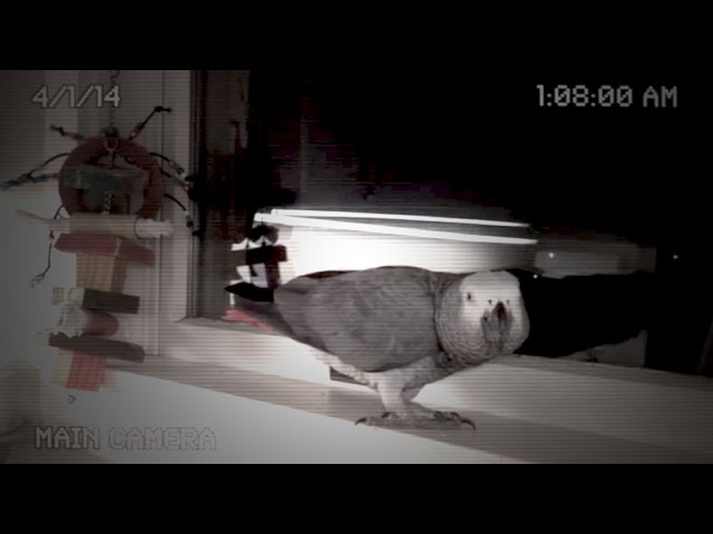 I think this pigeon is possessed