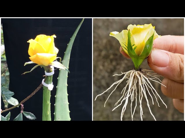 Grafting Rose Flower bud in Aloe vera | Yellow Rose propagate from flower bud