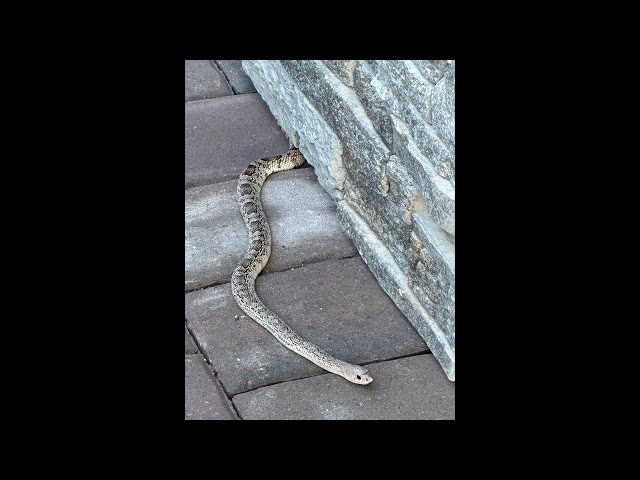 WTF is this SNAKE?!?!