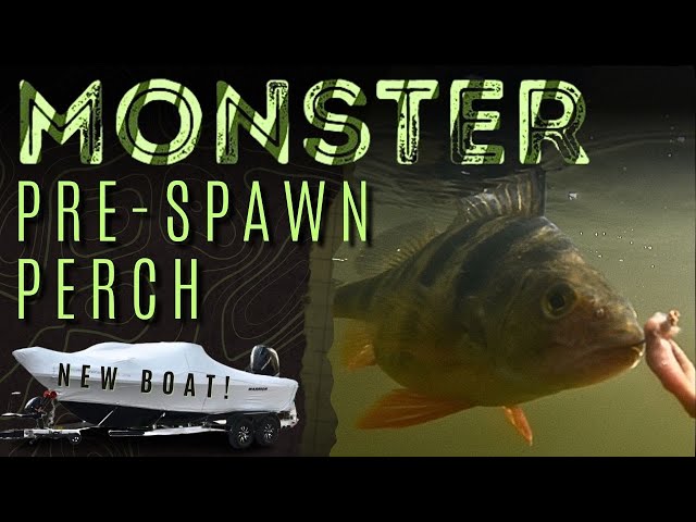 Monster Pre-spawn Perch on the Mississippi River 2024
