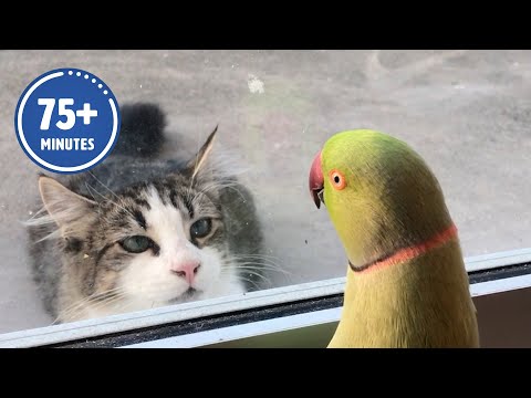 🤣💕 Funniest Pets Ever!💥😹