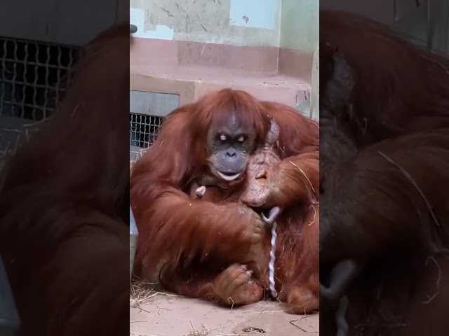 Mother Sekali at Toronto Zoo ❤️❤️❤️