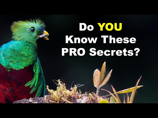 Pro Secrets: Depth Of Field, Lens Magnification, And Field Of View!