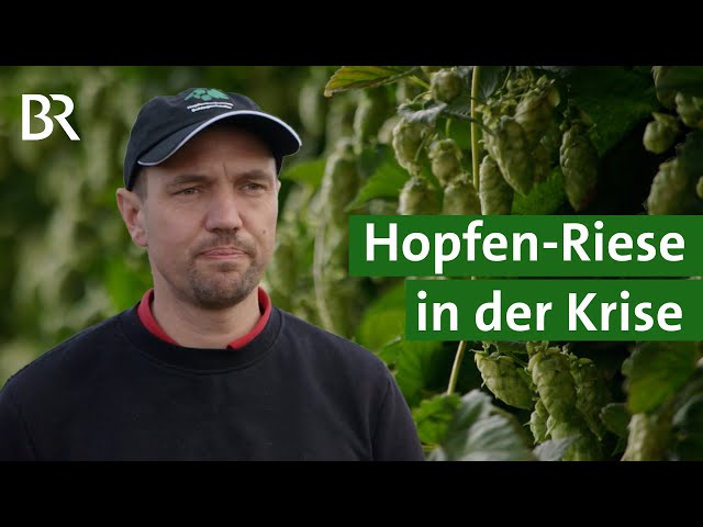 Zu schnell zu groß? Größter Hopfenbauer Deutschlands kämpft gegen die Pleite | Unser Land | BR