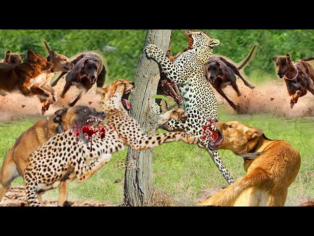 Leopard Vs Dog_ Hunter Became Hunted_ Leopard Attacked Madly A Pack Of Dogs To Escape Death In Vain