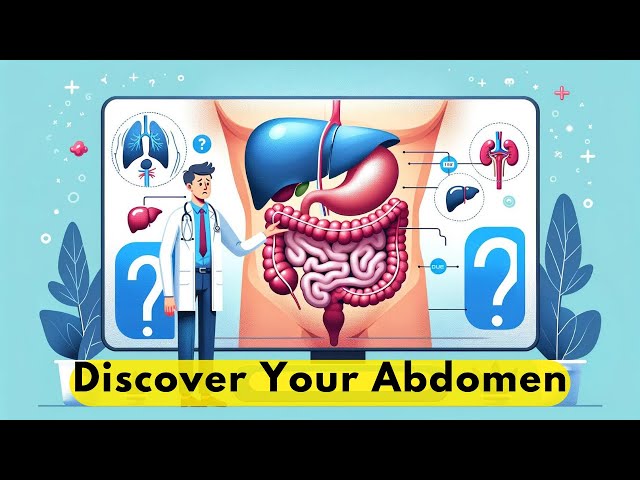 What is the Abdomen?