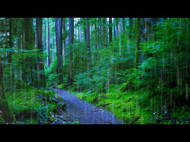 Sleep, Study or Focus with Rain Sounds in The Woods White Noise | 10 Hours