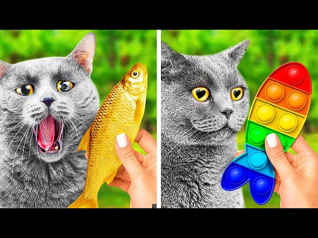 🐱💗🐟 GENIUS GADGETS, TOYS, HACKS AND CRAFTS EVERY PET OWNER SHOULD KNOW
