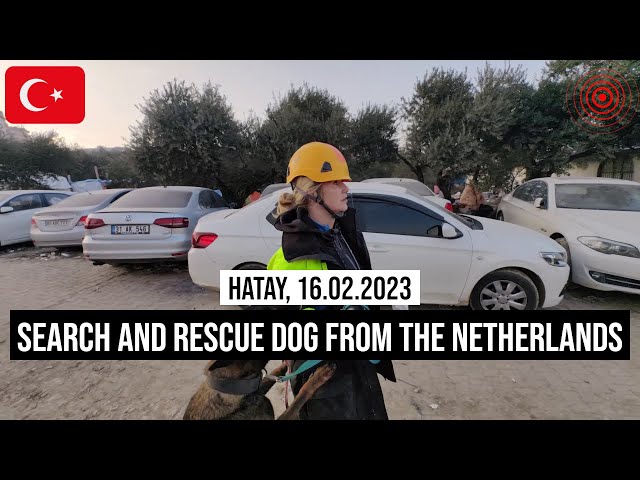 16.02.2023 #Hatay Spürhund aus Holland sucht nach #Erdbeben-Opfern unter Trümmern der #Türkei