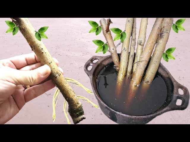 TECHNIQUE TO ROOT ANY BRANCH (Only 1 ingredient)