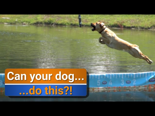 How to: Test an electric fence | Day trip to see Doggie dock diving