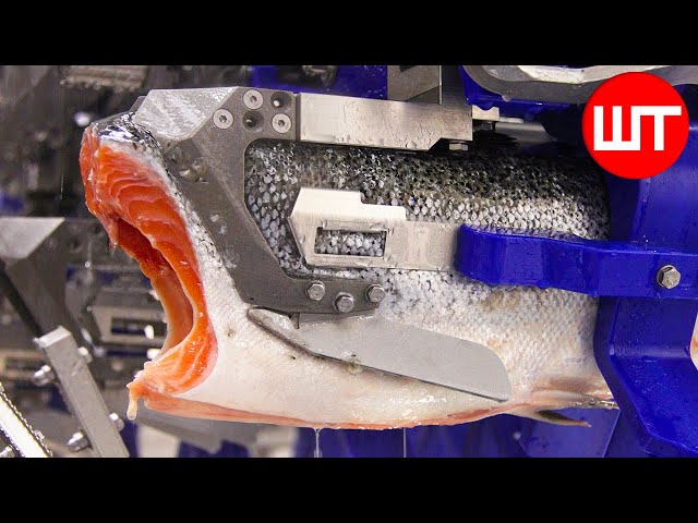 How Salmon Is Made | How It's Made Salmon Fillet In Factory