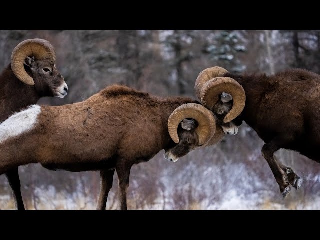 Bighorn Ram Bosses Start getting Heated for the Rut as the Snow Flies