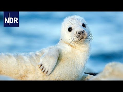 Wilde Ostsee - Von Estland bis Finnland | Expeditionen ins Tierreich | NDR