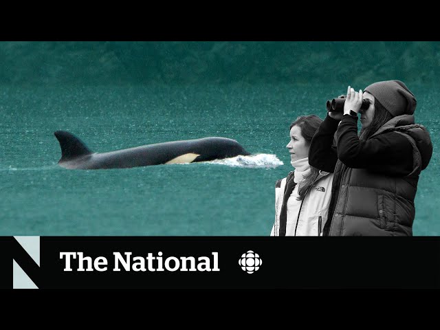 Brave Little Hunter: How an orphaned baby orca found her freedom