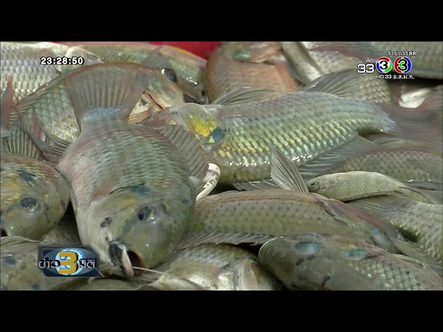 ข่าว3มิติ เรียกร้องเร่งกำจัดปลาเอเลียนสปีชีส์ หลังกระทบระบบนิเวศ (30 พฤศจิกายน 2560)