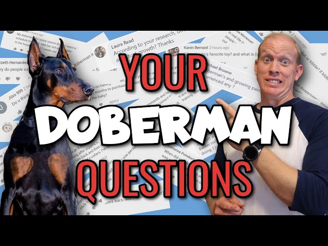 Doberman Pinscher Q&A (Full): My Subscribers TAKE OVER!