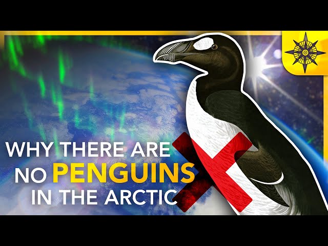 Why There Are NO Penguins in the Arctic | Island Biogeography 2