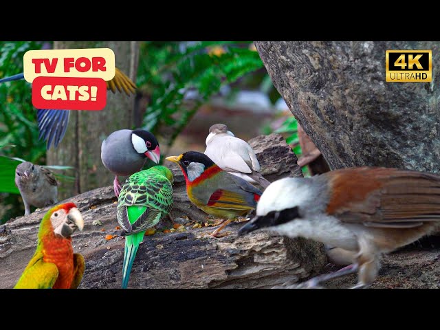 Cat TV for Cats to Watch 😺 Cute Birds & Little Squirrels in the Forest 🐿 10 Hours 4K HDR