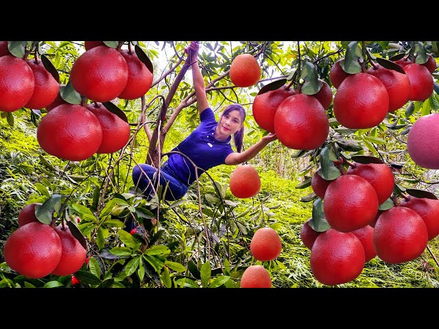 How to Hunt for Ripe Red Fruits in the Deep Forest With My Recipe / Cooking with Ly Thi Cam