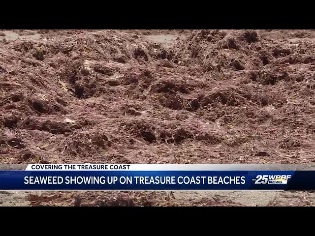 Sargassum plumes return to the Treasure Coast