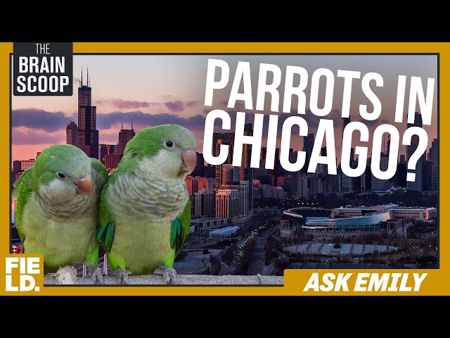 Botflies, Chicago Parakeets, and the Smallest Collection | Ask Emily