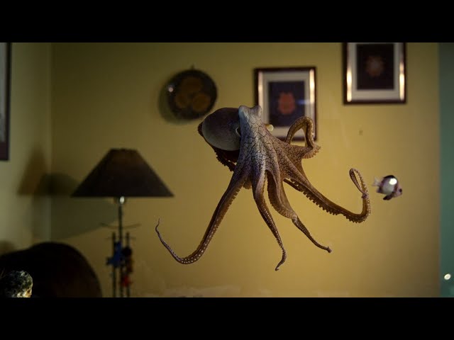 Octopus In The Living Room | Octopus In My House | BBC Earth