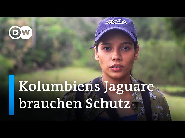 Kolumbien: Schutz für Jaguare | Global Ideas