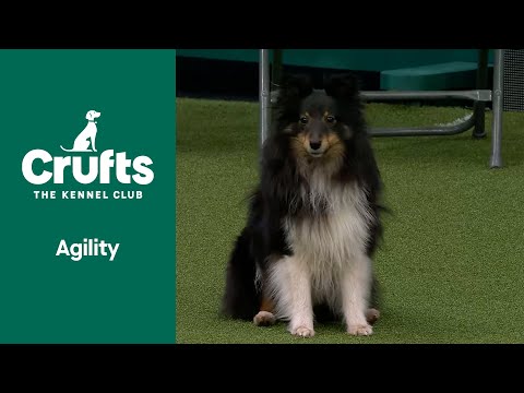 Young Kennel Club Agility Dog of the Year Final | ​Crufts 2022