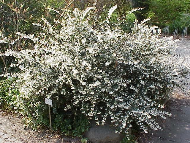 4 Must have shrubs for the Garden/Garden Style nw