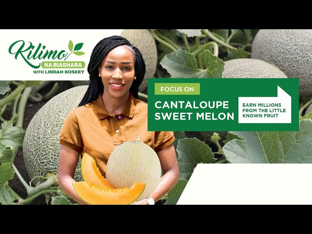 Focus on Cantaloupe Sweet Melon Farming | Kilimo na Biashara