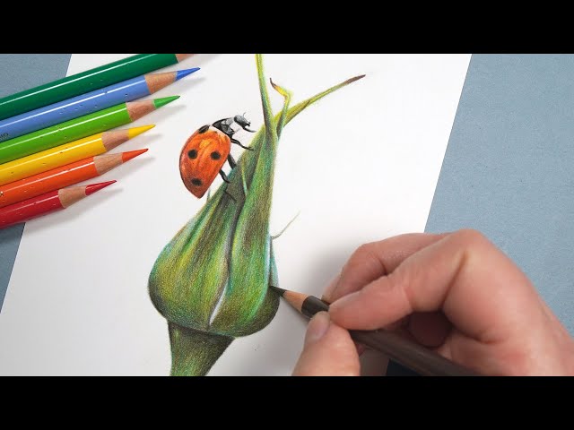 Drawing With Only 12 Colored Pencils | Realistic Ladybird Tutorial