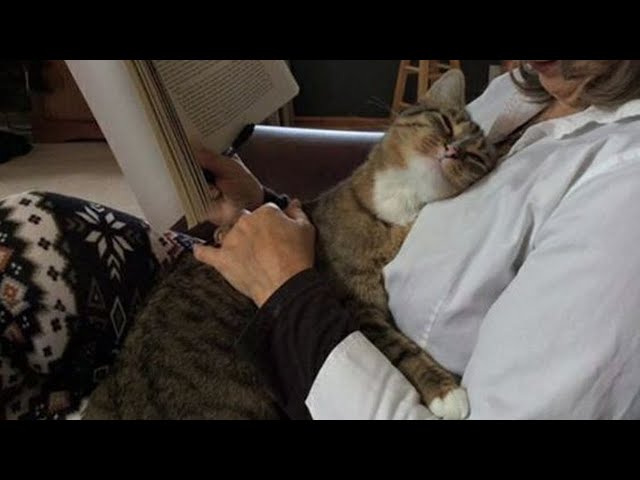 Have the love of a cat is to have the world   -  Cute ways cats show their love for owner