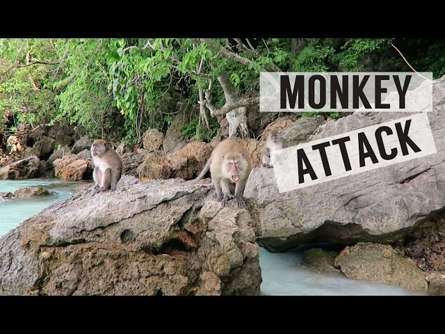 MONKEY ATTACK IN THAILAND!