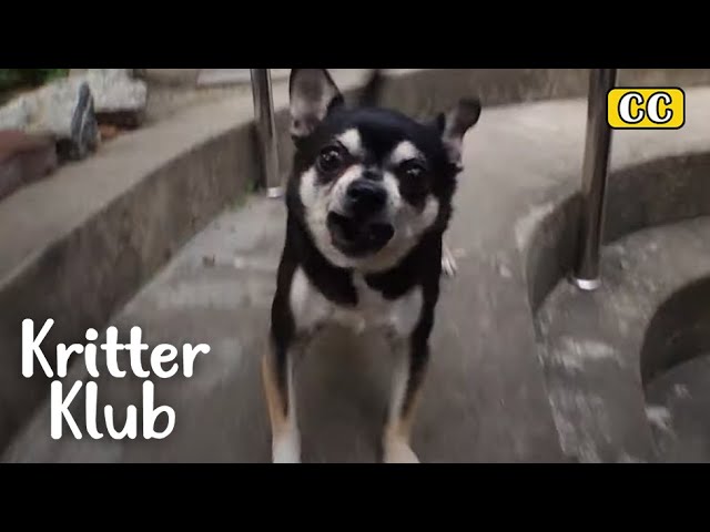 Violent Dog Learns How To Communicate With Grandma l Kritter Klub