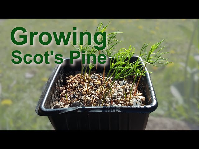 Growing Scot's pine derived from green cones found after a storm
