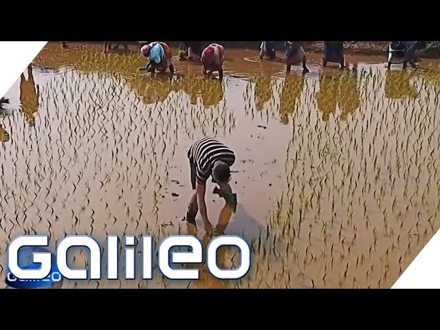 Der harte Job auf einer indischen Reisplantage | Galileo | ProSieben