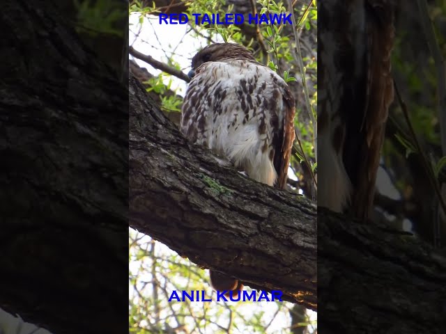 Red Tailed Hawk in Humber