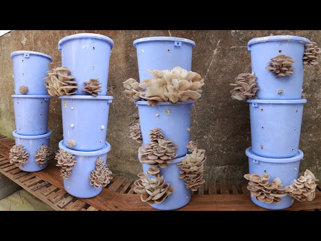 Growing mushrooms at home is super easy with a bucket - Anyone can do it