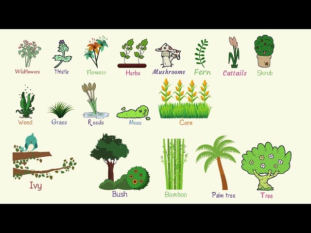 Plant Names: List of Common Types of Plants and Trees in English with Pictures