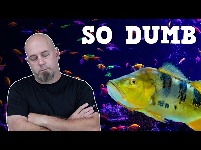 Top 5 Dumbest Things Fish Keepers Say (Special Collaboration)