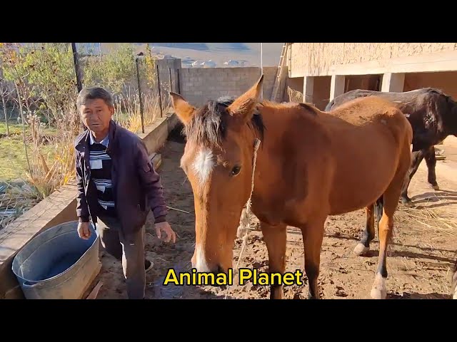 New Video about Horses 2024 -  Animal Planet